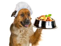Productos para alimentar a tu perro