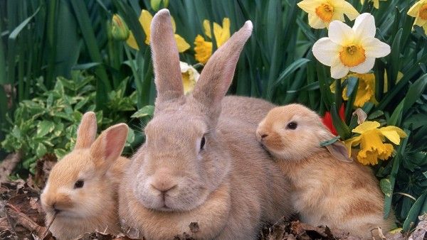 Conejos. conejitos y conejotes, hermosos roedores