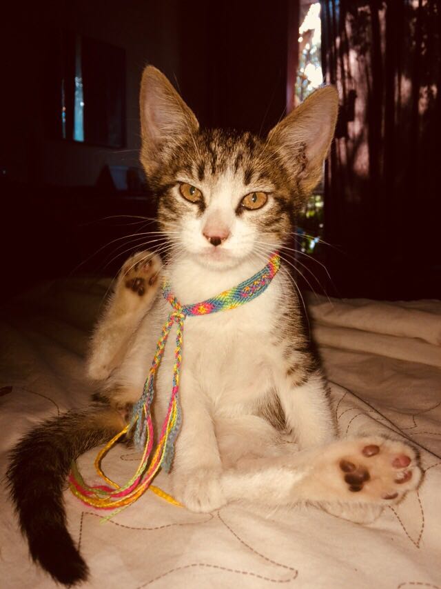Gata gatita, minina, mishita. Le gusta posar para las fotos y esta lista para adopción