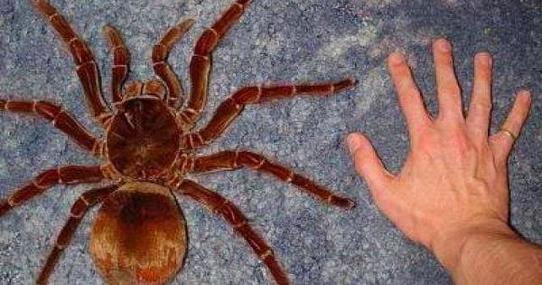 Le especie de Tarántula llamada GOLIAT, es una de las mas grandes que existen (30 centimetros)
