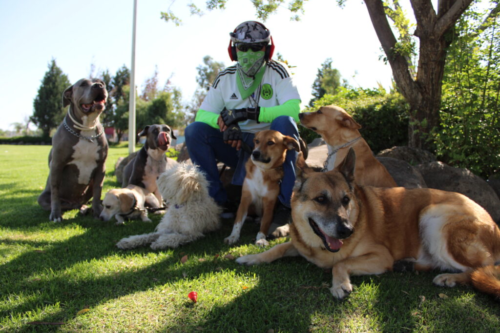En esta foto esta parte de mi manada (4 hembras), dos machos que salen parta paseo y entrenamiento y la perrita peluda blanca, es BOMBÓN, el día que llego a nosotros